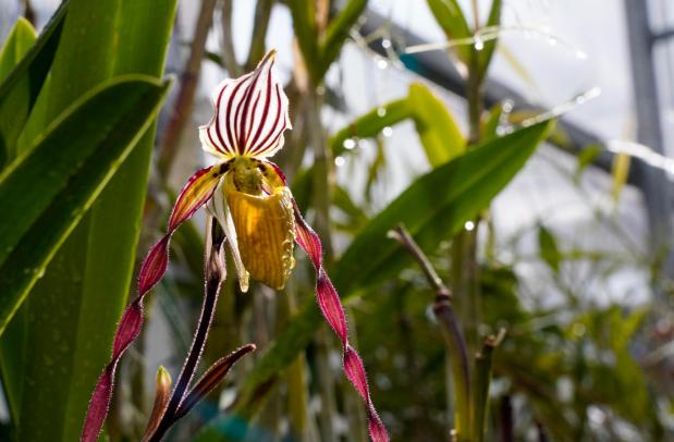 San Diego Zoo recently won the Garden Excellence Award presented by American Public Gardens Association. A Lady Slipper Orchid inside the orchid greenhouse at the San Diego Zoo in Balboa Park on 07.01.25, in San Diego, California. (Alejandro Tamayo / The San Diego Union-Tribune)