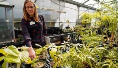 San Diego Zoo Wildlife Alliance's botanic gardens win prestigious award
