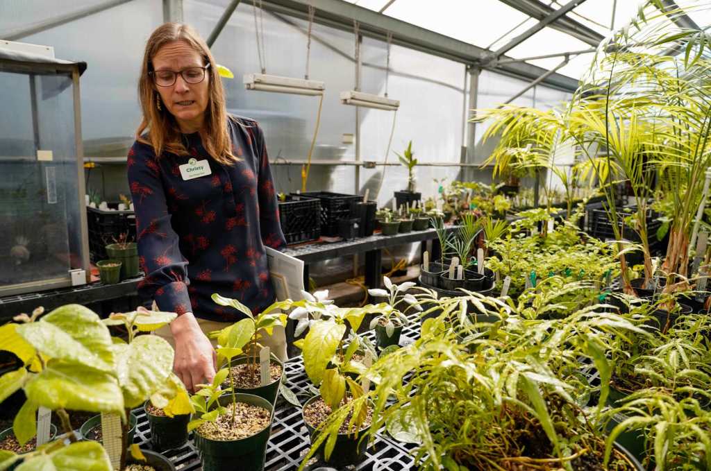 San Diego Zoo Wildlife Alliance's botanic gardens win prestigious award
