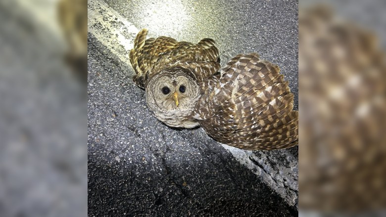 update on earl the owl calvert county