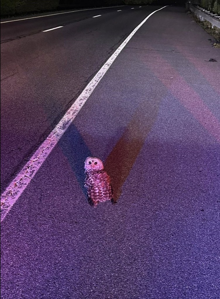 update on earl the owl calvert county