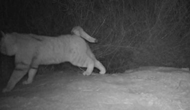 A bobcat walks across a snowy ground at night, captured in black and white by a trail camera. Dense brush fills the background.