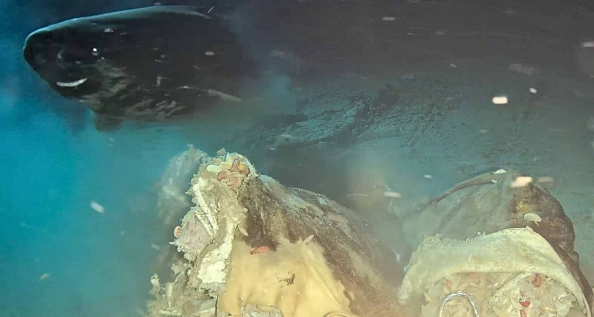 Scientists Drop Cow Carcass 1,600 Meters Deep – And 8 Sharks Appear Out Of Nowhere!