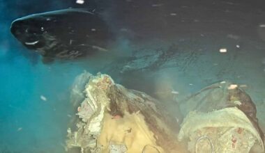 Scientists Drop Cow Carcass 1,600 Meters Deep – And 8 Sharks Appear Out Of Nowhere!