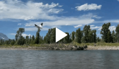 Pelican takes flight with Teton backdrop