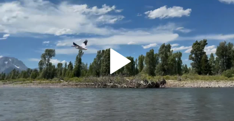 Pelican takes flight with Teton backdrop