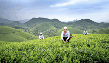 The future is now: China’s meandering research and legal path towards GMO and agricultural gene editing