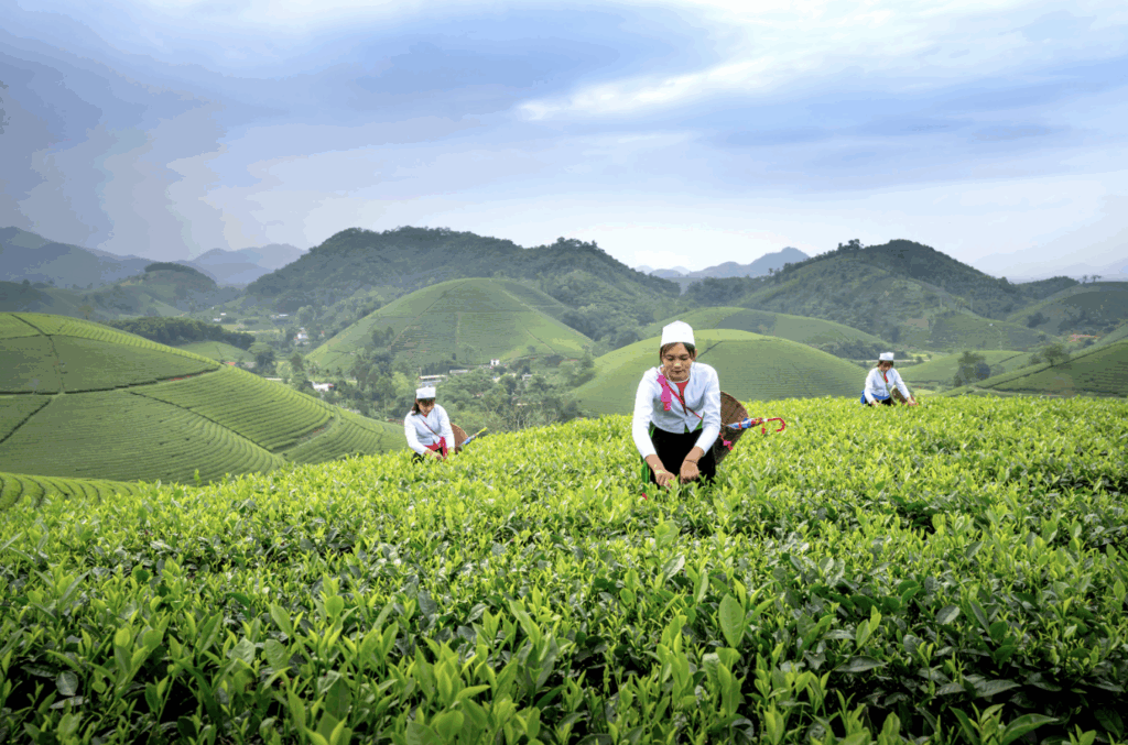 The future is now: China’s meandering research and legal path towards GMO and agricultural gene editing