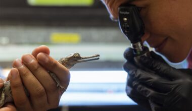 Fort Worth Zoo’s Historic 3-Year Gharial Hatchling Streak