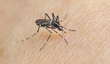Arlington Sprays for West Nile After Positive Mosquito Tests