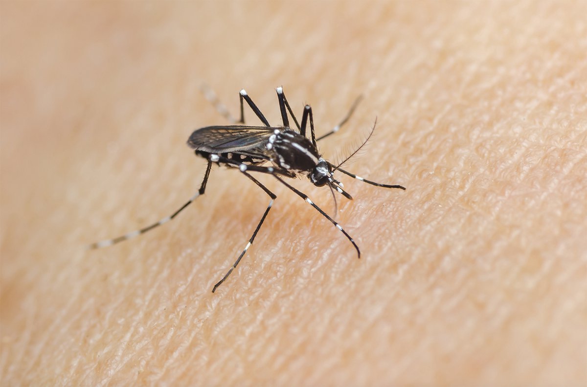 Arlington Sprays for West Nile After Positive Mosquito Tests