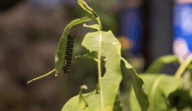 Bug Fest returns to Academy of Natural Sciences on Aug. 9-10