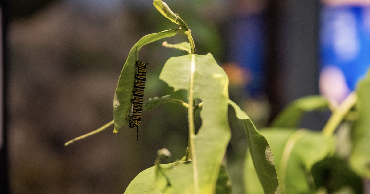 Bug Fest returns to Academy of Natural Sciences on Aug. 9-10