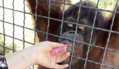 Moron boxer lets endangered orangutan take hits from her vape, outraged fans demand ‘Throw her in prison!’