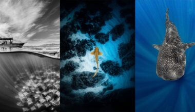 A triptych: left, a black-and-white photo of a boat above a school of rays underwater; center, a top-down shot of a single ray on the ocean floor; right, a whale shark swims in deep blue water, viewed from the front.