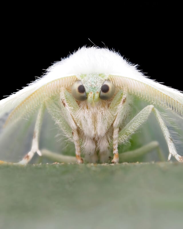 Close-up, front-facing view of a white, fuzzy moth with large, round eyes and delicate, feathery antennae, perched on a green surface against a black background.