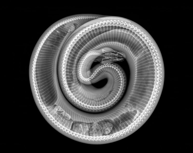 X-ray image of a snake coiled in a spiral on a black background, showing its detailed skeleton and several partially digested objects inside its body.