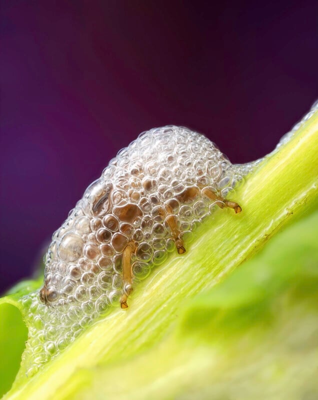 A small insect covered in clear bubbles sits on a green leaf against a blurred purple background. The bubbles create a foamy coating over the insect’s body and legs.
