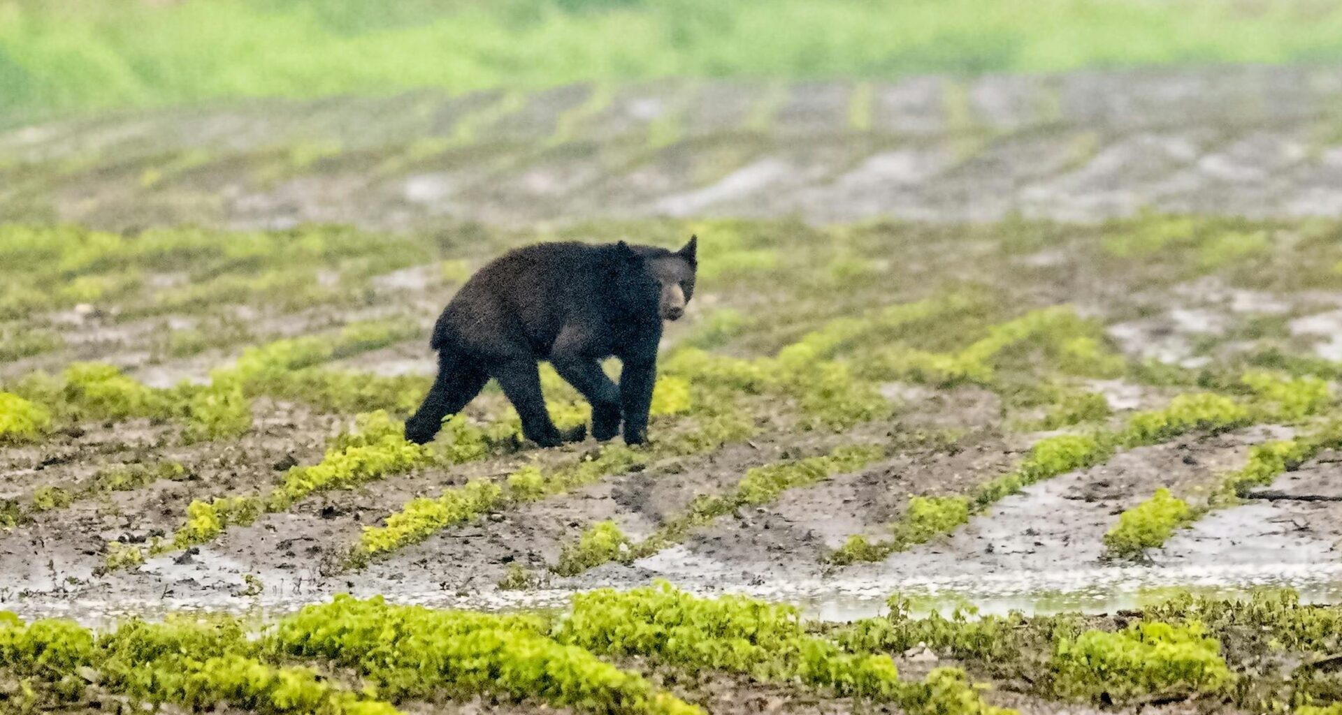 Young black bear spotted in western MN, might have stolen honey