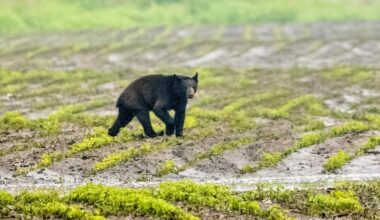 Young black bear spotted in western MN, might have stolen honey