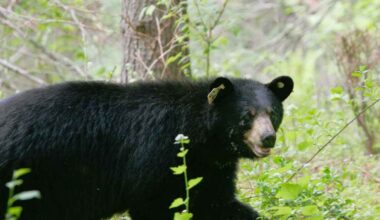 Bear and three cubs enter CT home, take food and leave
