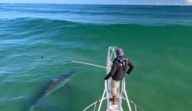 A 12-foot shark was spotted off Chatham on Oct. 23, 2024.