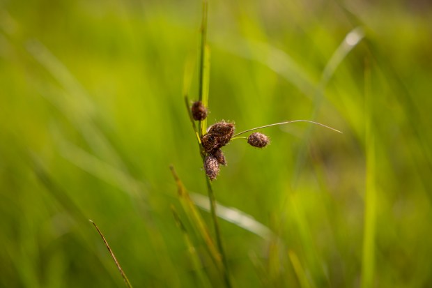 Sturdy Bulrush hangs in the sunlight in a wetland area...
