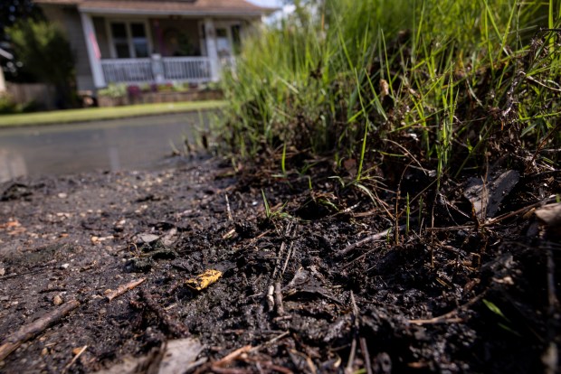 The wetland border at the end of LaValette Avenue is littered with cigarette butts in Norfolk, Virginia, on July 14, 2025. (Billy Schuerman / The Virginian-Pilot)
