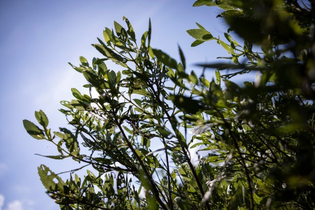 Wax myrtle is light by sunlight in a wetland area...