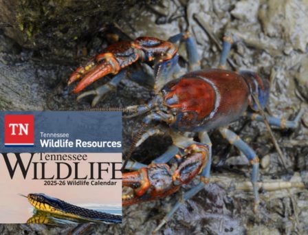 Greeneville Woman’s Work Selected for Statewide Wildlife Calendar