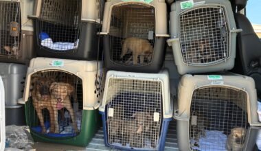 PAWS Chicago welcomes several more pets rescued in Texas – NBC Chicago