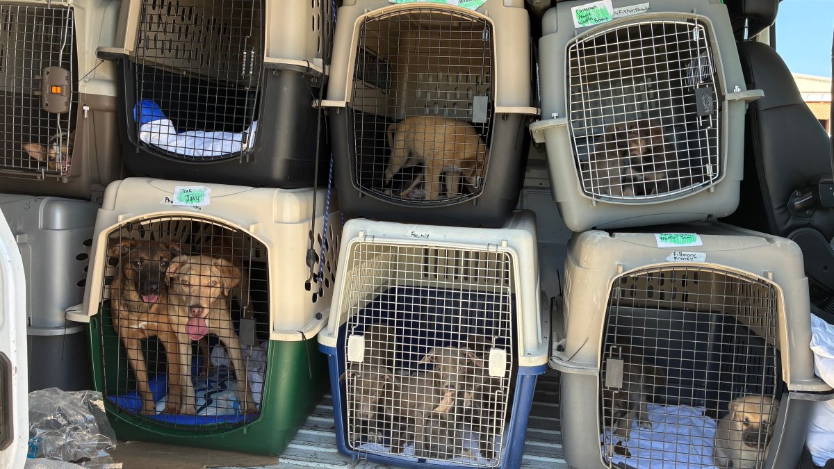 PAWS Chicago welcomes several more pets rescued in Texas – NBC Chicago