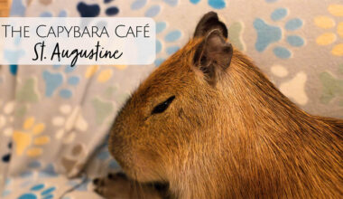 The Capybara Cafe in St. Augustine Florida