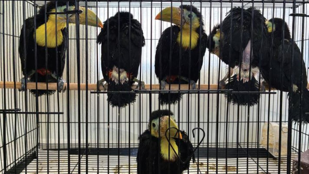 Bird smuggler caught with 14 birds at border, says CPB – NBC 7 San Diego