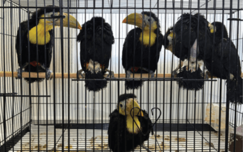 Five toucans inside a metal cage with a wooden perch.