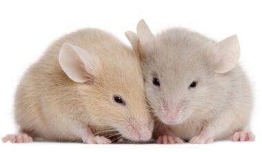 Therapy Targets Ear Bone Health to Restore Genetic Hearing Loss