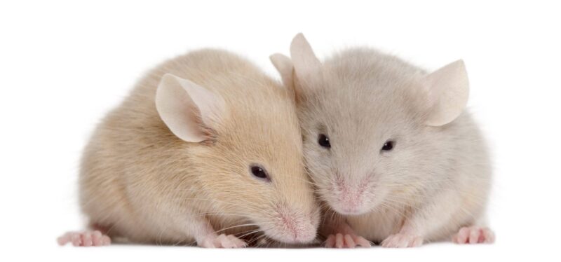 Therapy Targets Ear Bone Health to Restore Genetic Hearing Loss