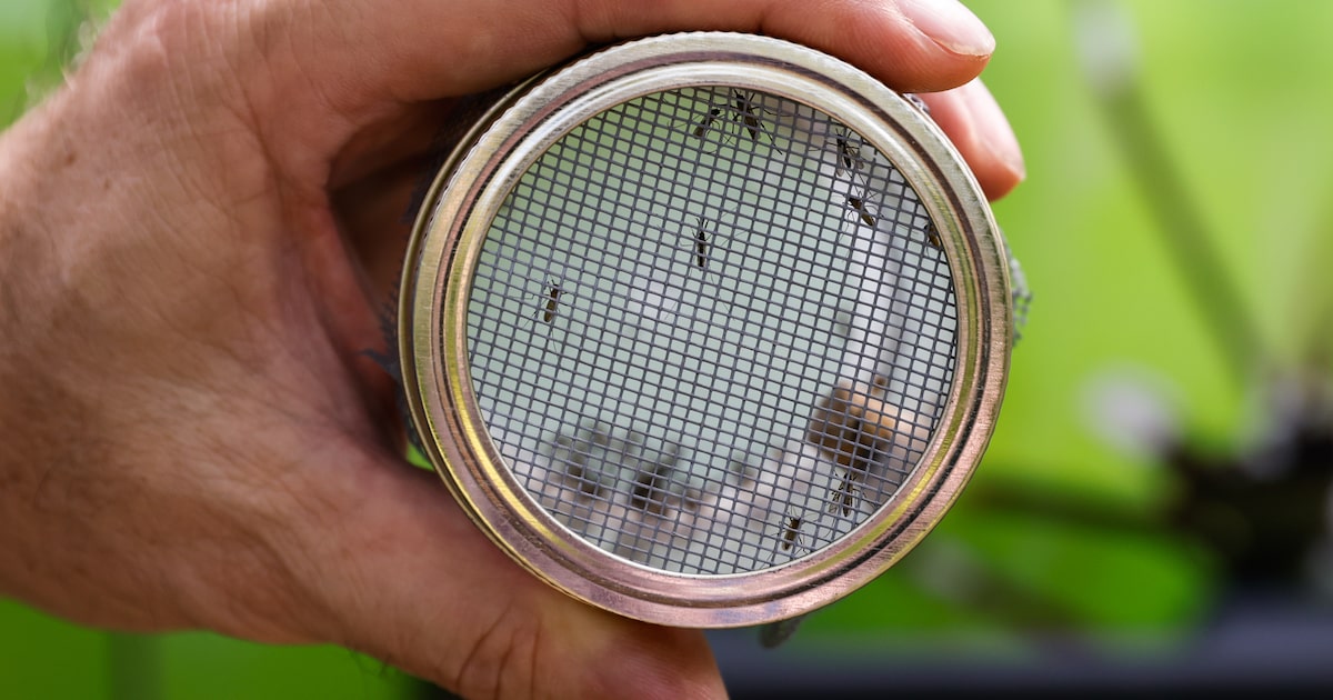 Texas officials report first West Nile cases of the year, urge mosquito precautions
