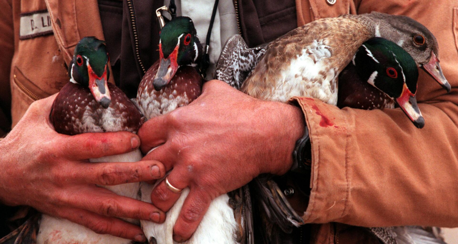 Duck hunters, birders would be hurt if federal budget cuts bird banding