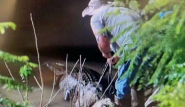 Tourist-fed, 9-foot gator removed from Steamboat Natchez pier area