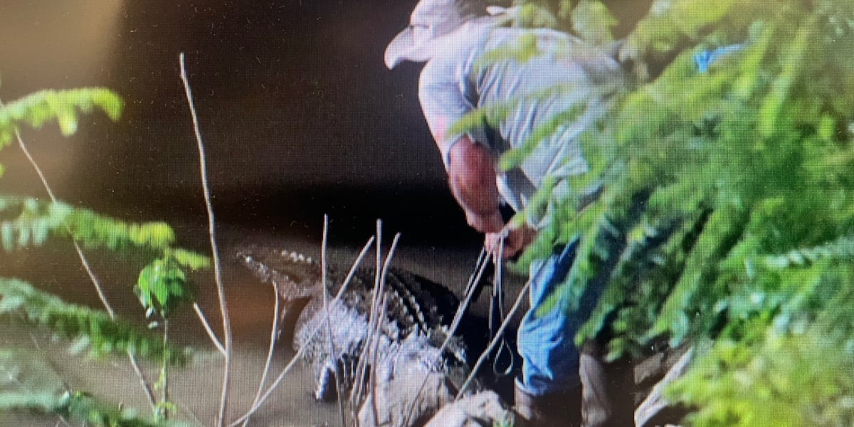 Tourist-fed, 9-foot gator removed from Steamboat Natchez pier area