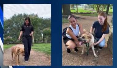 Volunteers needed urgently at Houston Humane Society following Texas Hill Country flood rescues