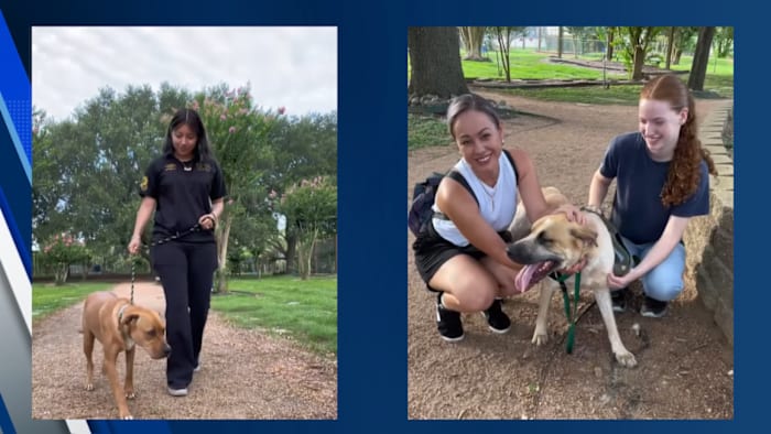 Volunteers needed urgently at Houston Humane Society following Texas Hill Country flood rescues