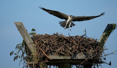 A young osprey returned to its nest on the Lynnhaven River in Virginia Beach, Va., in June.