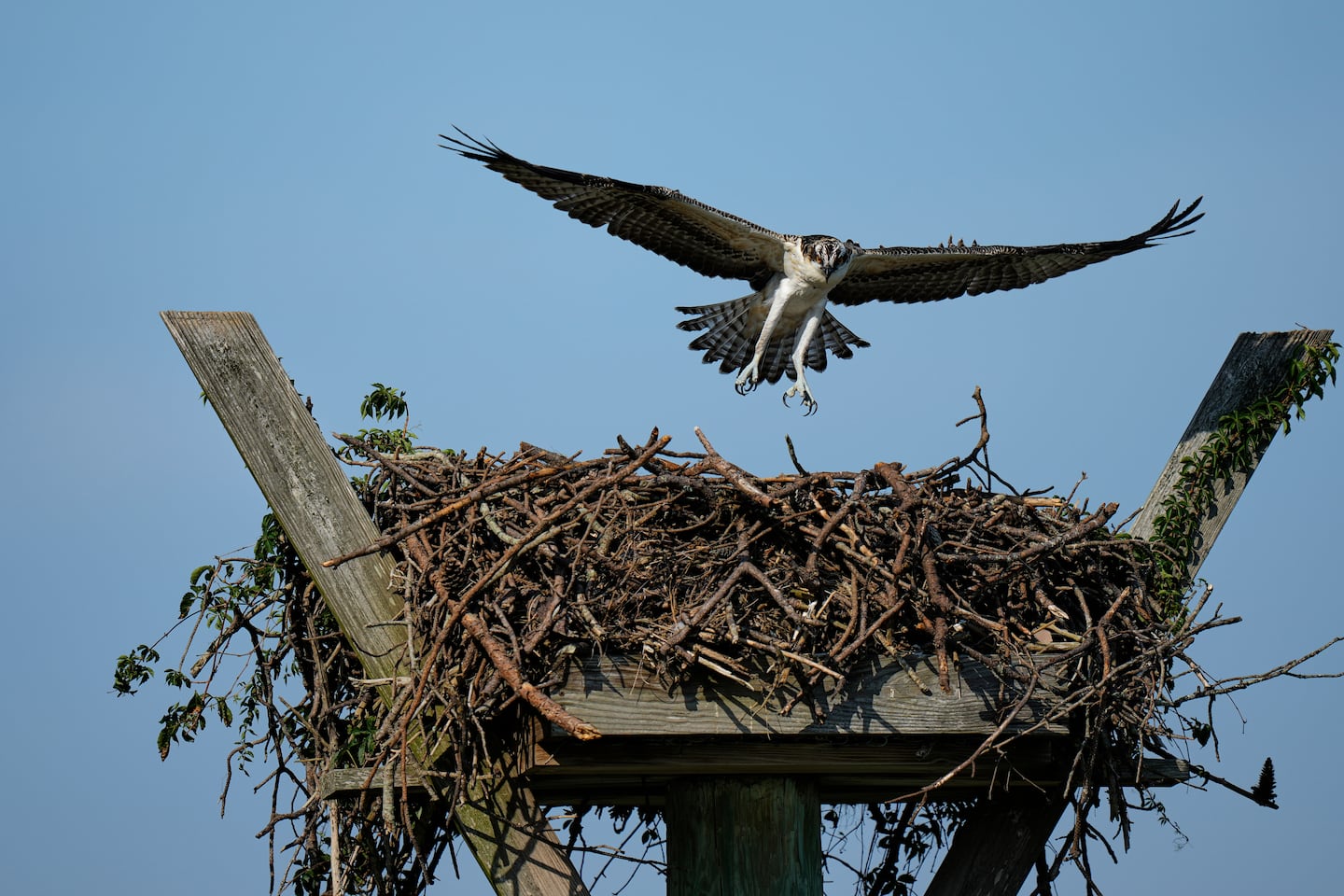 A young osprey returned to its nest on the Lynnhaven River in Virginia Beach, Va., in June.
