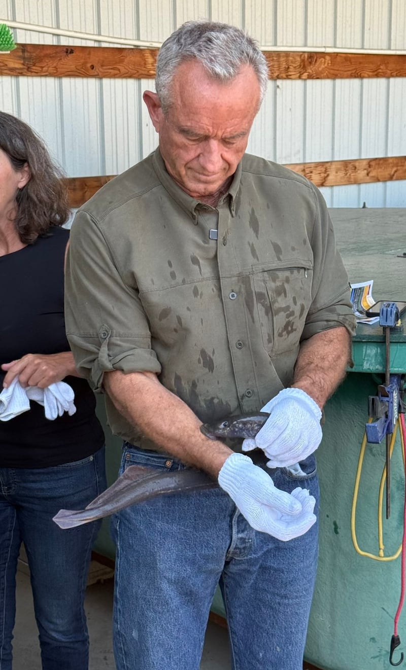 RFK Jr. lets a lamprey suck his arm.