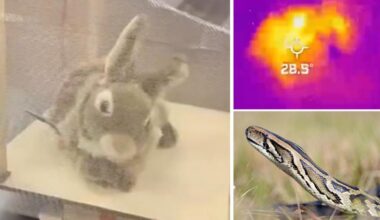 Florida deploys robot rabbits to fight invasive Burmese python overpopulation