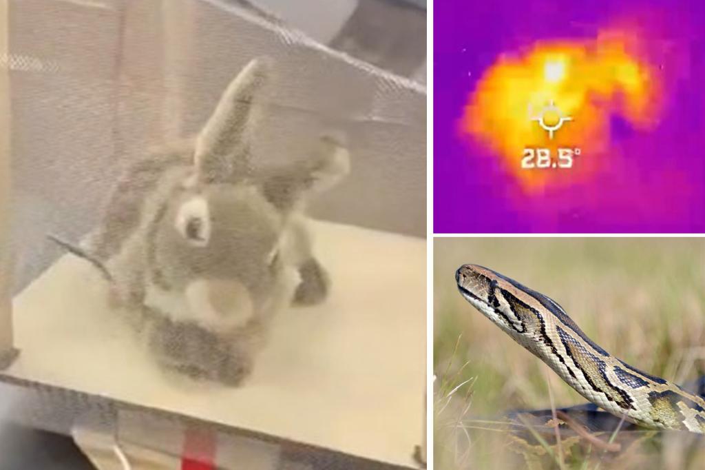 Florida deploys robot rabbits to fight invasive Burmese python overpopulation