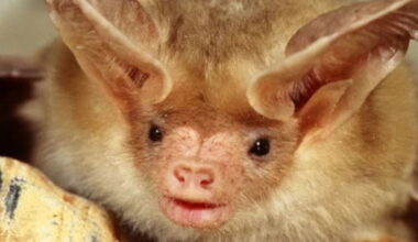 CPW says they are investigating after a resident near Black Forest said dead bats were spotted on the ground. (File photo. Species of bat in this case may be different than pictured.)