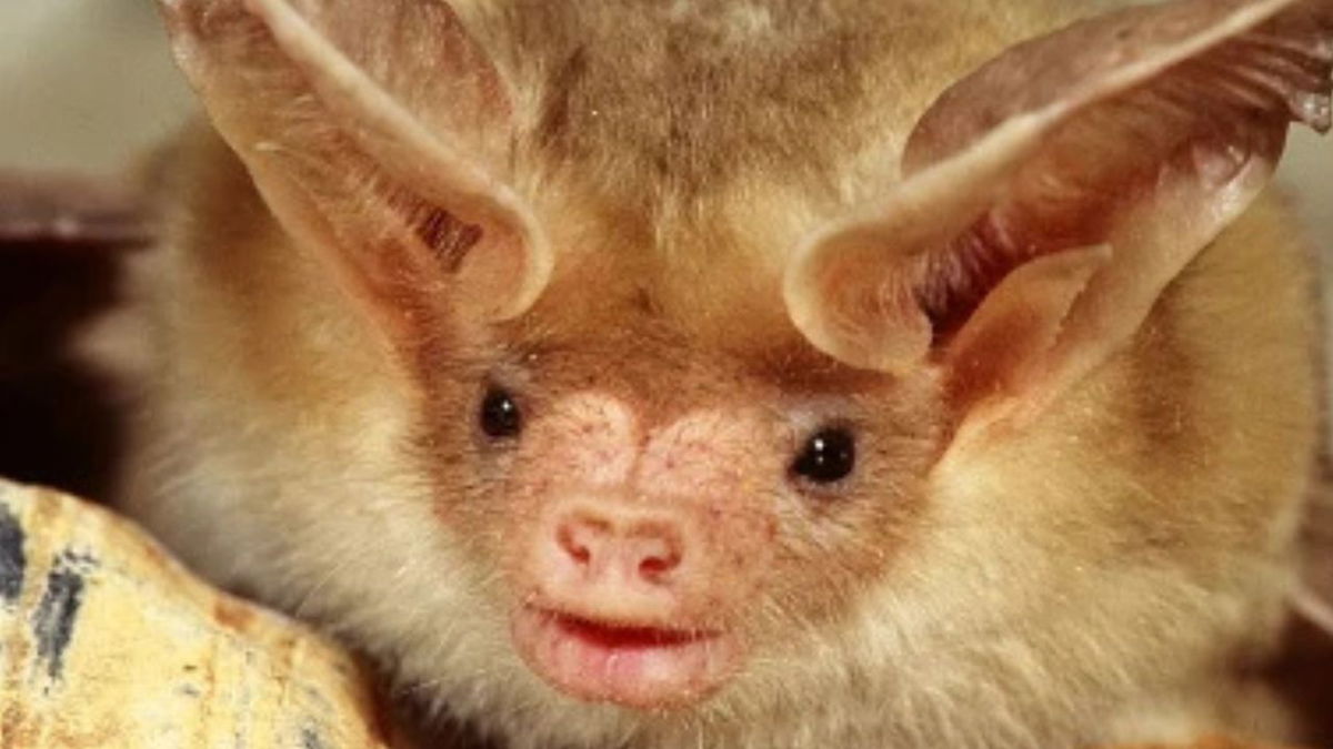 CPW says they are investigating after a resident near Black Forest said dead bats were spotted on the ground. (File photo. Species of bat in this case may be different than pictured.)